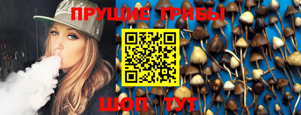 Псилоцибиновые грибы Psilocybe Малгобек